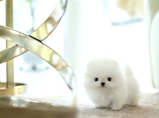 Pomerani̇an Boo Yavrular Sağlik Garanti̇li̇ görsel