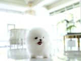 POMERANİAN BOO YAVRULAR SAĞLIK GARANTİLİ