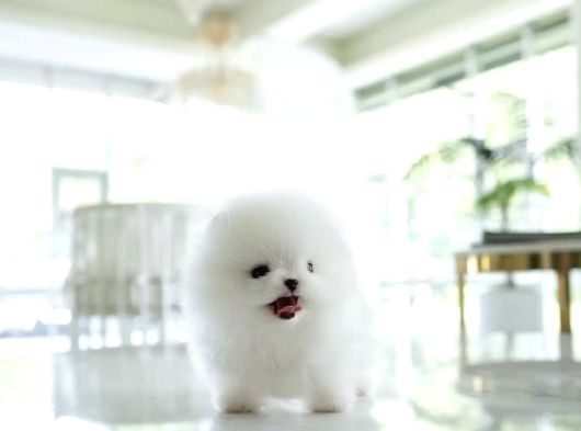 Pomerani̇an Boo Yavrular Sağlik Garanti̇li̇