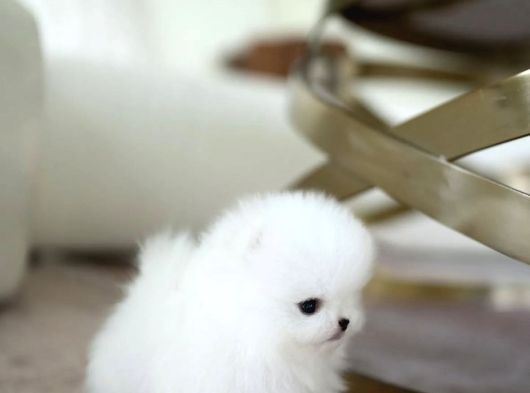 Pomerani̇an Boo Yavrular Sağlik Garanti̇li̇ görsel