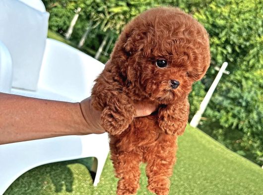 Toy Poodle Yavrular Orji̇nal Sağlikli görsel