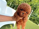 TOY POODLE YAVRULAR ORJİNAL SAĞLIKLI
