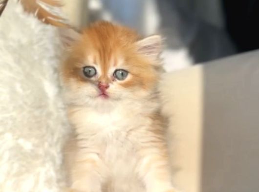 Sahibinden Sağlıklı Ve Ele Alışkın Yavrular görsel
