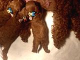 Aileden Büyümeyen Premium Poodle Bebekler