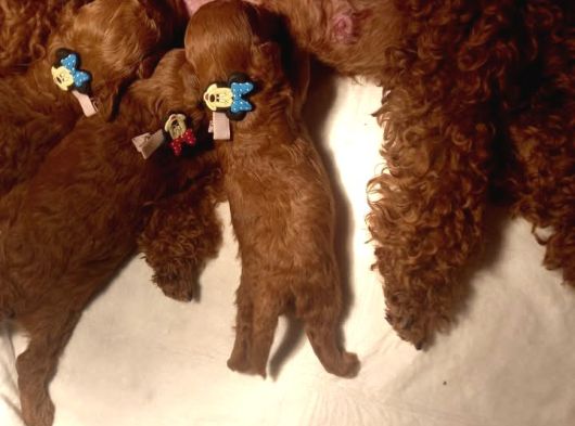 Aileden Büyümeyen Premium Poodle Bebekler görsel