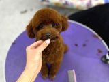 Aileden Büyümeyen Premium Poodle Bebekler