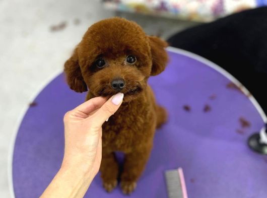 Aileden Büyümeyen Premium Poodle Bebekler görsel