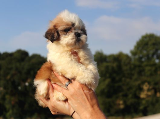 Shih Tzu Yavru Teacup Minik Dişi Ve Erkek Yavru Shihtzu görsel