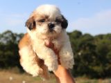 Shih Tzu Yavru Teacup Minik Dişi Ve Erkek Yavru Shihtzu
