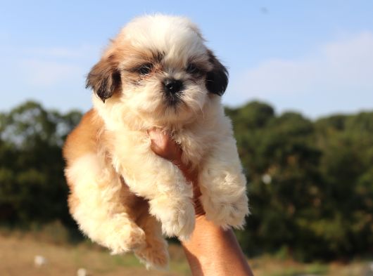 Shih Tzu Yavru Teacup Minik Dişi Ve Erkek Yavru Shihtzu görsel