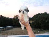 Shih Tzu Yavru Teacup Minik Dişi Ve Erkek Yavru Shihtzu