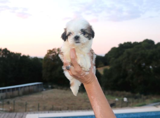 Shih Tzu Yavru Teacup Minik Dişi Ve Erkek Yavru Shihtzu görsel