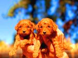 Toy Poodle Yavrularımız Ruhsatlı Çiftliğimizden