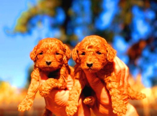 Toy Poodle Yavrularımız Ruhsatlı Çiftliğimizden görsel