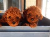 Toy Poodle Yavrularımız Ruhsatlı Çiftliğimizden
