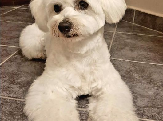 Maltese Yavrularımız Ailenizin Yeni Üyesi görsel