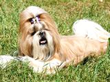 Shih Tzu Yavru Teacup Minik Dişi Ve Erkek Yavru Shihtzu