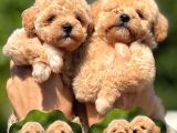 TEACUP F1 MALTİPOO BEBEKLER