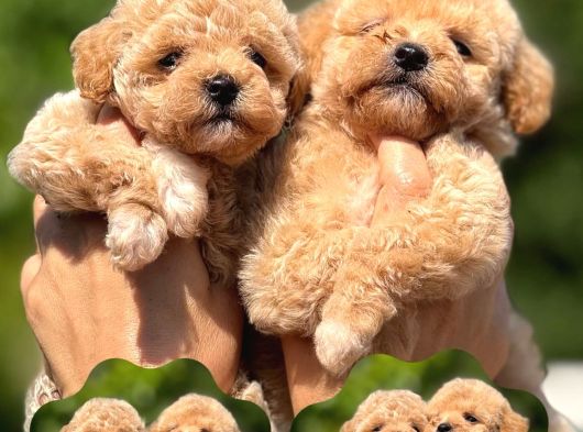 TEACUP F1 MALTİPOO BEBEKLER