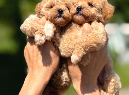 Teacup F1 Malti̇poo Bebekler