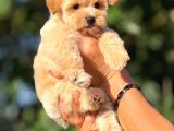 Teacup F1 Malti̇poo Bebekler