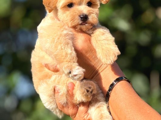 Teacup F1 Malti̇poo Bebekler görsel