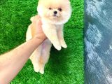 Pomeranian yavrularımız yeni yuvasını bekliyor