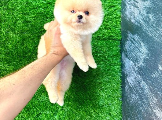 Pomeranian Yavrularımız Yeni Yuvasını Bekliyor