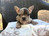 Aileden French Bulldog Bebekler