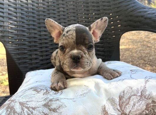 Aileden French Bulldog Bebekler görsel
