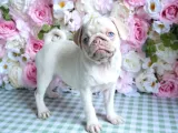 Mall Of İstanbul Vonalpten Özel Renkte Exoti̇k Pug