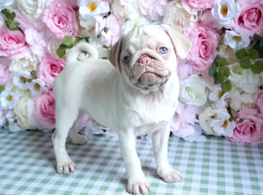 Mall Of İstanbul Vonalpten Özel Renkte Exoti̇k Pug görsel