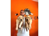 Golden Retri̇ever Severler İçi̇n Mi̇ni̇k Kalpler