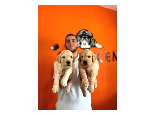 Golden Retri̇ever Severler İçi̇n Mi̇ni̇k Kalpler görsel
