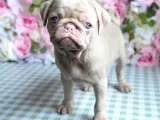 MALL OF İSTANBUL VONALPTEN ÖZEL RENKTE EXOTİK PUG