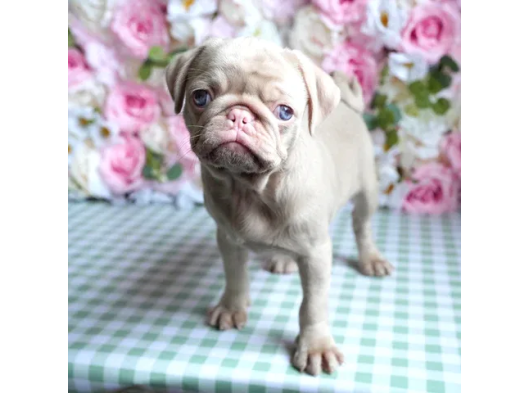 Mall Of İstanbul Vonalpten Özel Renkte Exoti̇k Pug
