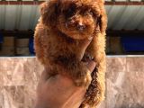 Toy Poodle Yavurlarımız Ruhsatlı Işletmeden