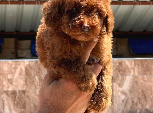 Toy Poodle Yavurlarımız Ruhsatlı Işletmeden görsel