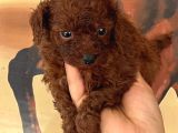 Toy Poodle yavurlarımız ruhsatlı işletmeden
