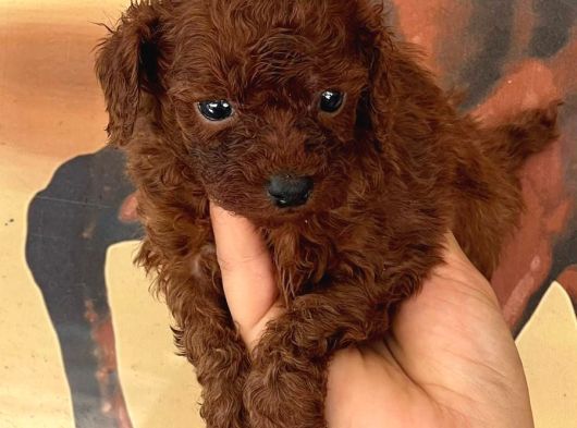 Toy Poodle Yavurlarımız Ruhsatlı Işletmeden
