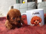 Mıcro Red Dark Poodle Bebışler