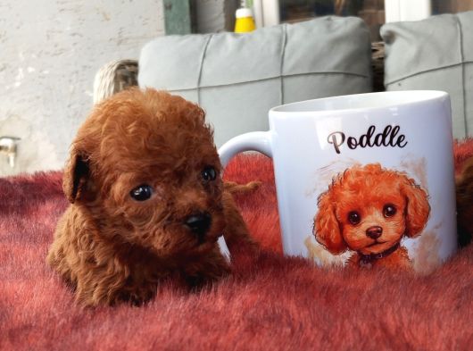 Mıcro Red Dark Poodle Bebışler görsel