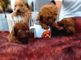 Mıcro Red Dark Poodle Bebışler