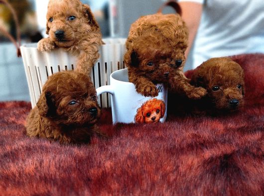 Mıcro Red Dark Poodle Bebışler görsel