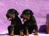 Kıng Doberman Şecerelı