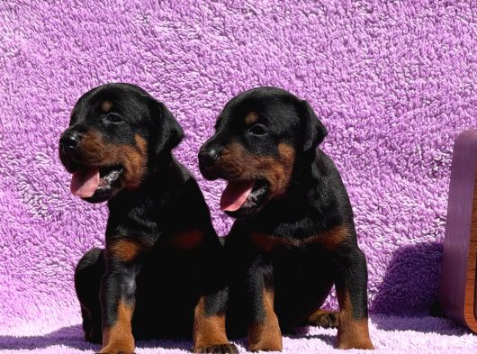 Kıng Doberman Şecerelı görsel