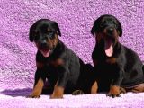 Kıng Doberman Şecerelı