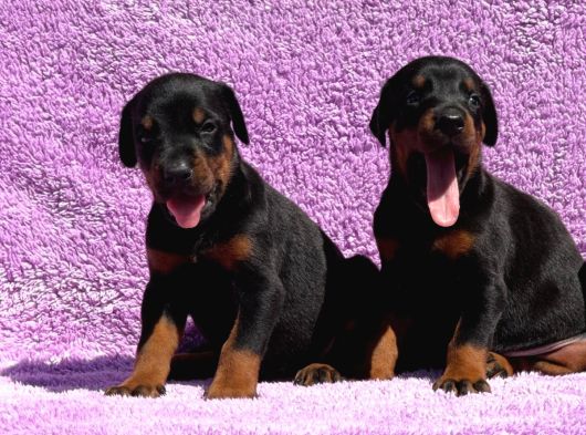 Kıng Doberman Şecerelı görsel