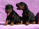 Kıng Doberman Şecerelı