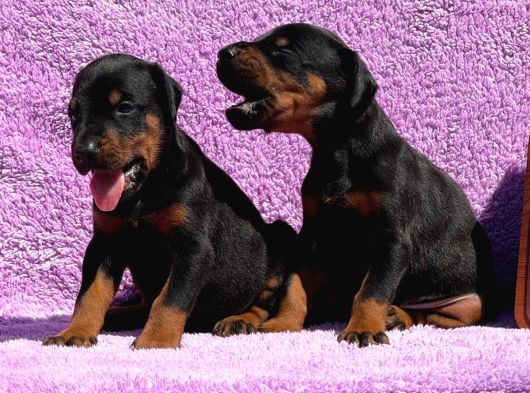 Kıng Doberman Şecerelı görsel